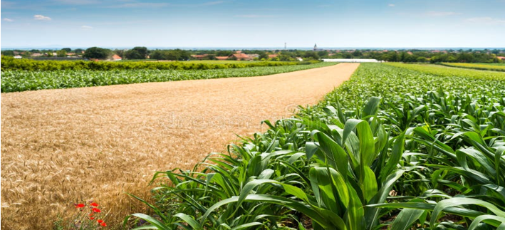 Maíz de exportación SEGRAN